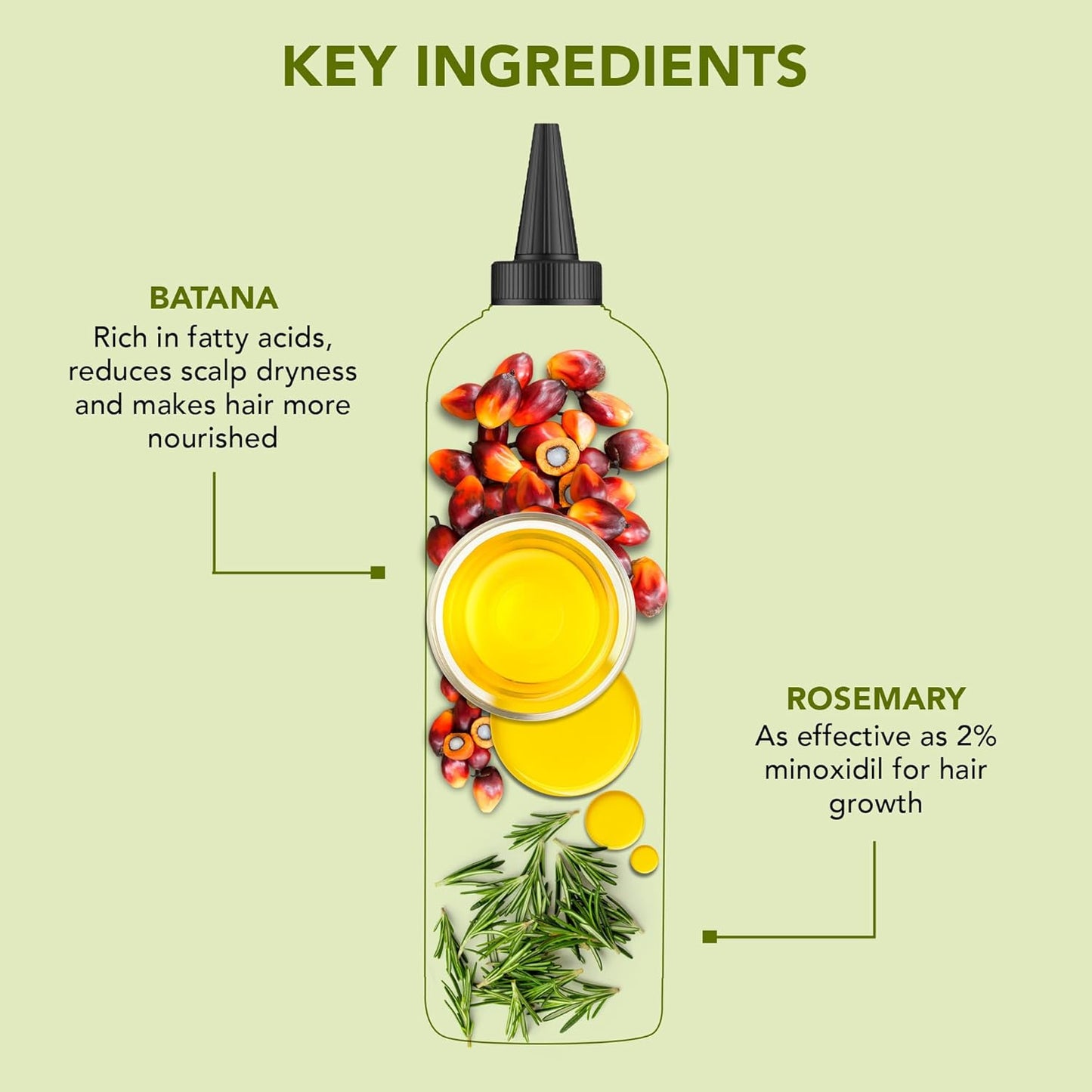 Botanic Hearth 100% Pure Rosemary Batana Hair Oil (2fl oz-Pack of 2) with Biotin |Hair Oil Repairs Dry Damaged Hair, Strengthening, Healthier Hair- Hair Tonic